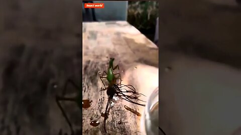 Parasite Release from a Praying Mantis