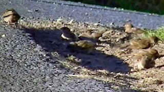 IECV NV #57 - 👀 House Sparrows Having Fun Taking A Dirt Bath 7-6-2014