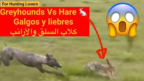 Who will win 🏆? The Hare or Greyhounds? 😱 Galgos y liebres Quién ganará ? 누가 그레이하운드 대 토끼를 이길까?