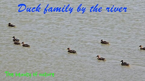 Duck family by the river / beautiful water birds in nature.