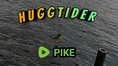 Pike biting on hooked perch! W/ English subtitles