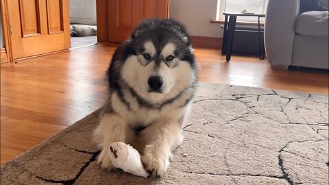 Guilty Dog Caught Red Handed (He's so Cute though!!!)