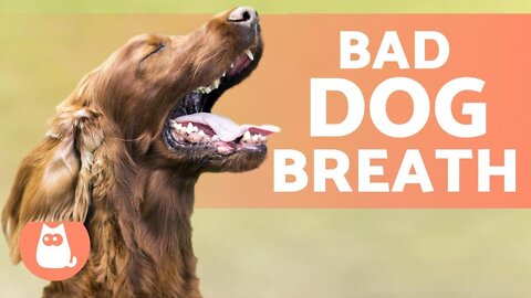 Reasons behind dog fishy breath | Dogs bad breath | 5 tricks to get rid of it