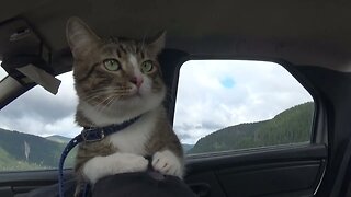 Cat Watches Cars from the Backrest