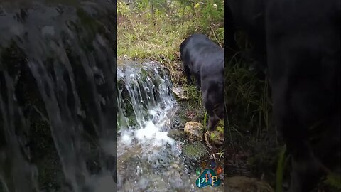 Talli climbs the waterfall.