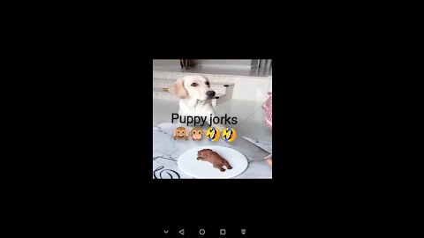 Cute puppys with funny videos 2# Funny dogs