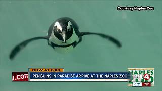 Penguins arrive at Naples Zoo