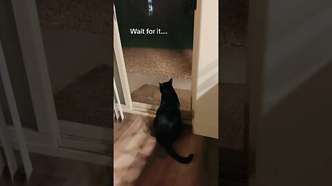 Cat Really Talking Calls Dog Inside House 😂 #viral #cat #funny #animals #trynottolaugh
