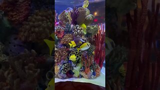 Fish! #viralvideos #viral #funny #fun #yearofyou #foryou #cute #humor #peixe #fish #disneysprings