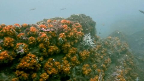 Roqueillos. Yellow sun coral.