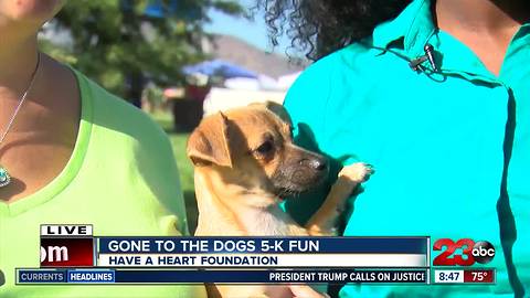 "Gone to the Dogs" 5-K fun run and pet fest in Tehachapi
