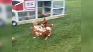 Dog Plays A Game Of Tag With Chickens