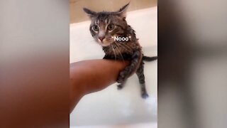 Want to teach your cat to talk? Put her in the tub and see what happens!