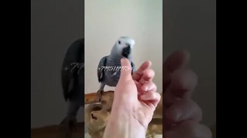 African Parrot