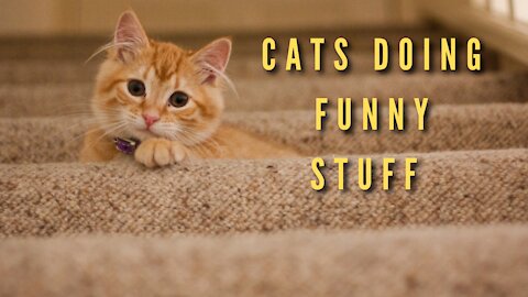 Cats Doing Funny Things || Cats Complitaion || Trending Cats