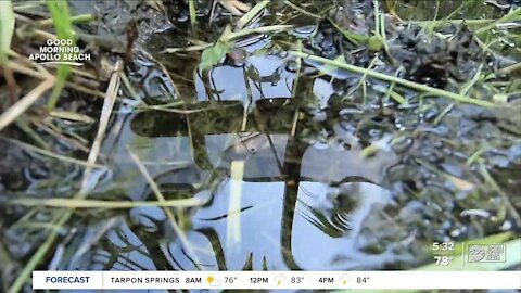 Tampa Bay area construction boom, disappearing wetlands contribute to flooding in neighborhoods