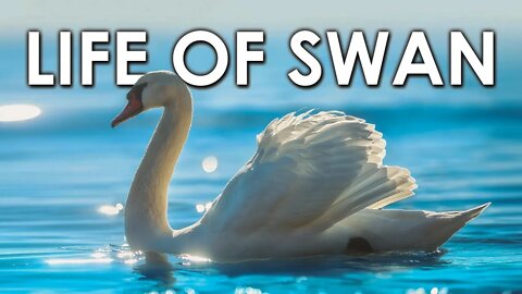 LIFE OF SWAN | SWAN FACTS | SWAN | ANIMAL | NATURE