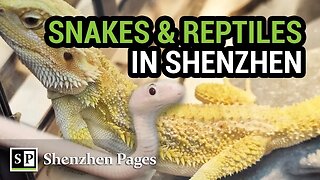 Where to Buy Snakes and Reptiles in Shenzhen