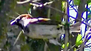 IECV NV #211 - 👀 Female House Sparrow Kicking Male House Sparrows But 😎 3-29-2016