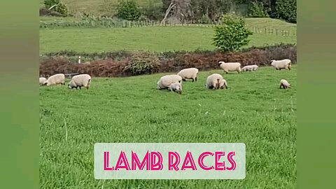 Lambs Let Loose!