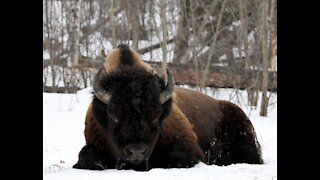 Woodland Bison winter fedding