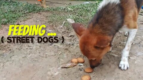 Feeding Street Dogs 🐕❤️ | Biscuits | Inner Satisfaction 😌 | Abhoy1911