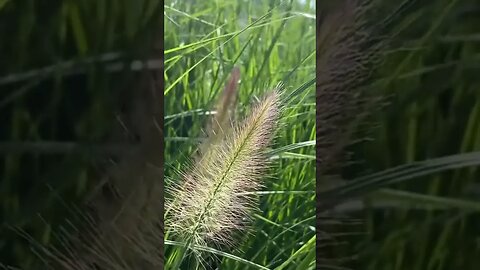 FOUNTAIN GRASS: A quick overview of a lovely ornamental grass