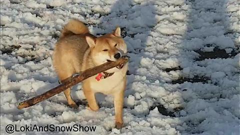 Ambitious Shiba Inu Pooch Fetches Massive Tree Branch For Owner