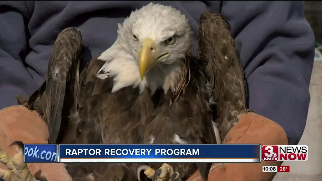 Raptor Recovery Program