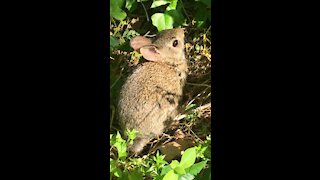Release of Eastern Cottontail