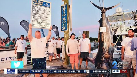 914-pound marlin caught by Ocean City fishermen