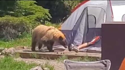 Urso investiga homem dormindo numa barraca