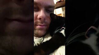 Cat loves #shortsfeed #kittycat #shortsvideo #kitty #youtubeshorts #cutekitty #catshorts #catvideos