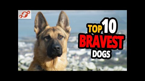 🐕 Bravest Dogs - TOP 10 Bravest Dog Breeds In The World!