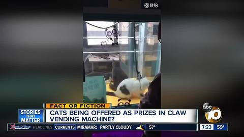 Cats used as prizes in claw machine?