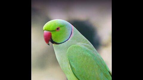 Talking parrot says "Everything" with the cutest voice ever