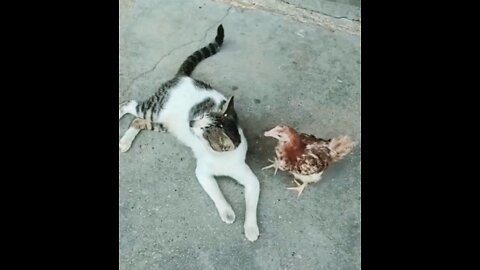 Cat and hen 2022 fantastic funny videos #viral #rumbleshorts video