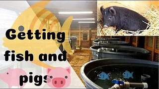 Picking up FISH and AMERICAN GUINEA HOGS - (hybrid aquaponics system)