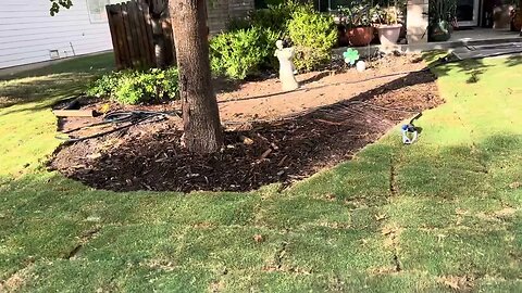 Got almost all the Tahoma 31 Hybrid Bermuda down #viral #mowing #home #lawn #lawncare #grass #dog