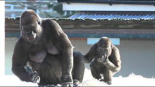 Gorilla youngster beats chest at mom, instantly regrets it