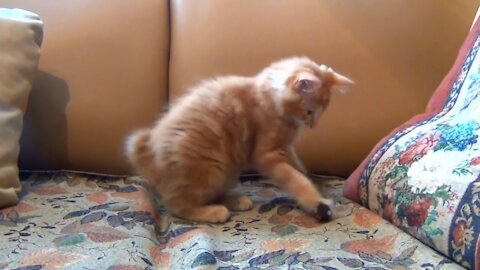 A little kitten is playing with her doll mouse on the sofa !!