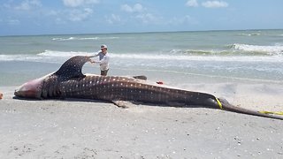 Red Tides Can Be Dangerous For Humans, Too