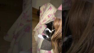 kitty #cat loves 2 be woken up by #kisses #shorts #catvideos