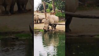 #rhino,#zoo,#aucklandzoo