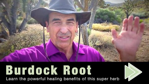 Burdock Root has Powerful Benefits