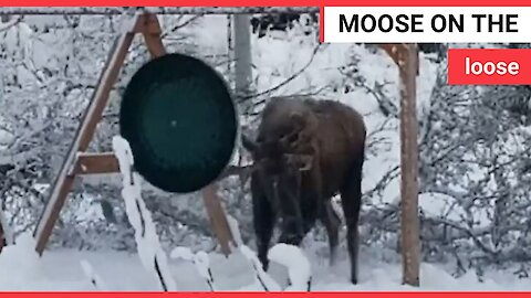 Moose picking a fight with a swing set caught on video