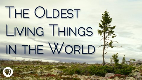 The Oldest Living Things In The World