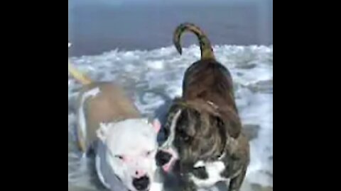 Farm Dogs At The Beach