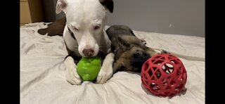 German Shepard PUPPY plays and CUDDLES with new brother!!