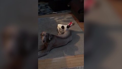 A Small Dog Has An Empty Jar Stuck On Its Head